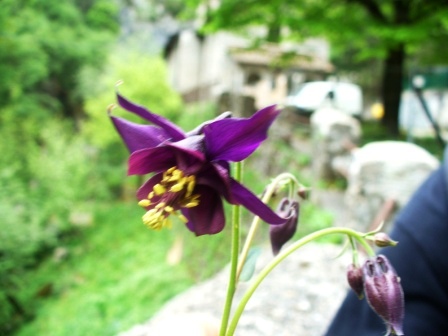 aquilegia